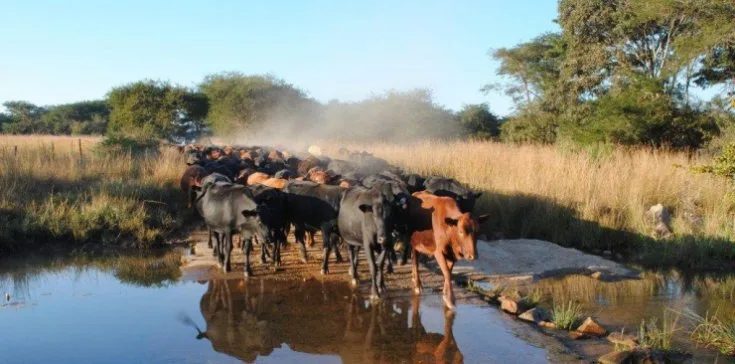 Menor pode ser melhor? Gado africano chama atenção por produzir mesmo onde falta pasto