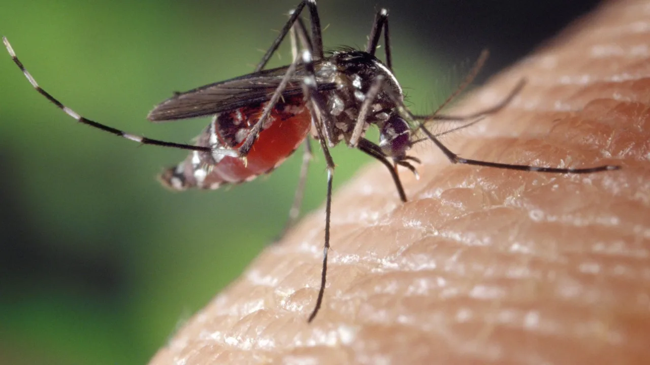 Novas vacinas contra chikungunya avançam no Brasil