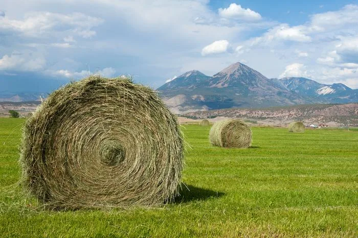 Lavoura consegue “limpar” a água? Pesquisa revela efeito inesperado de campos de feno