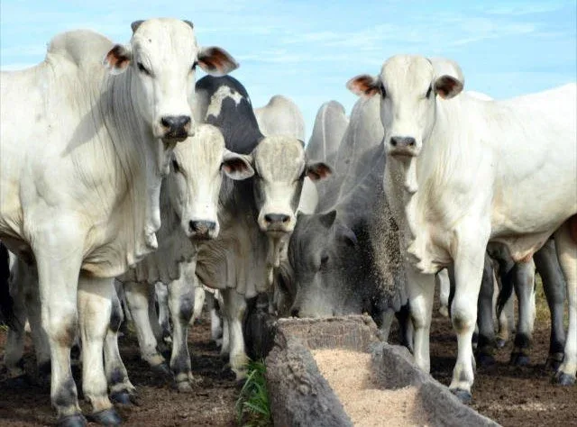 Qual a melhor raça bovina para produção de carne no Brasil? Especialista responde