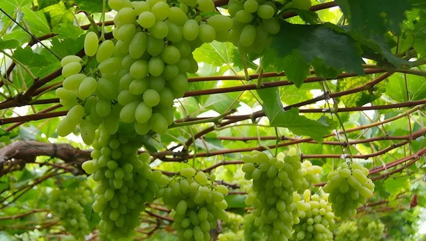 Videiras cultivadas sob painéis solares produzem até 277% mais uvas em experimento na Itália