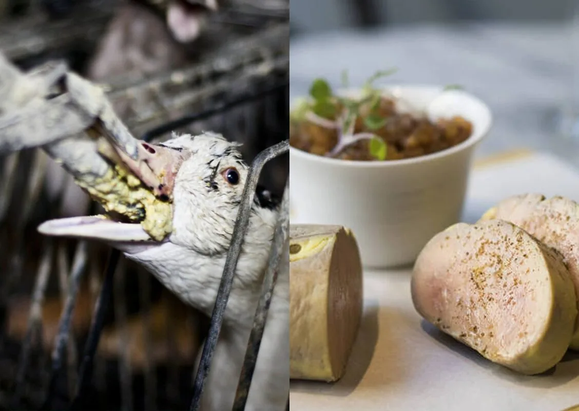 Foie gras é só o começo? Veja quais práticas de criação e abate podem enfrentar restrições