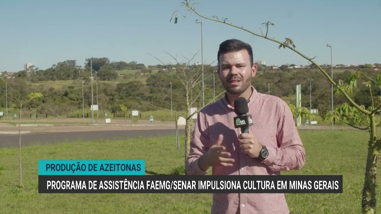 Assistência técnica aumenta produção de azeitonas no Sul de Minas