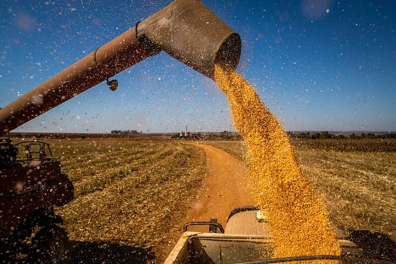 Colheita do milho segunda safra ultrapassa 99% da área em Mato Grosso, aponta Imea