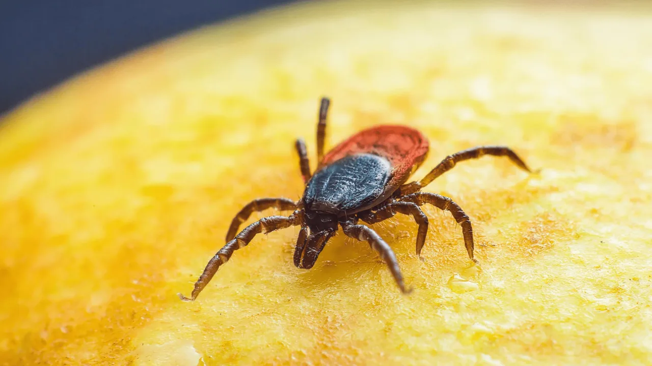 Febre maculosa exige atenção e prevenção em áreas de risco em São Paulo
