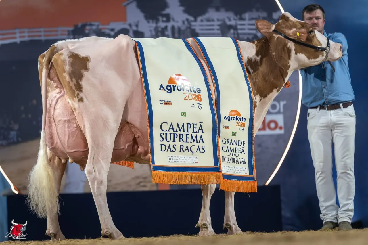 ​Fato inédito no Agroleite: Holandesa Vermelha e Branca brilha, leva o título de Suprema e entra para a Calçada da Fama