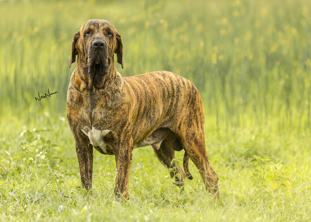 Fazendeiros apostam em cães de proteção para combater roubos, invasões e ataques no campo