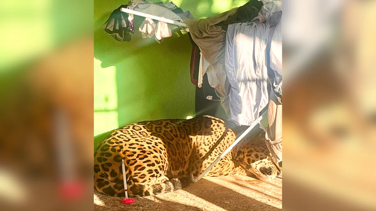 Onça-parda é capturada nos fundos de uma residência no RS