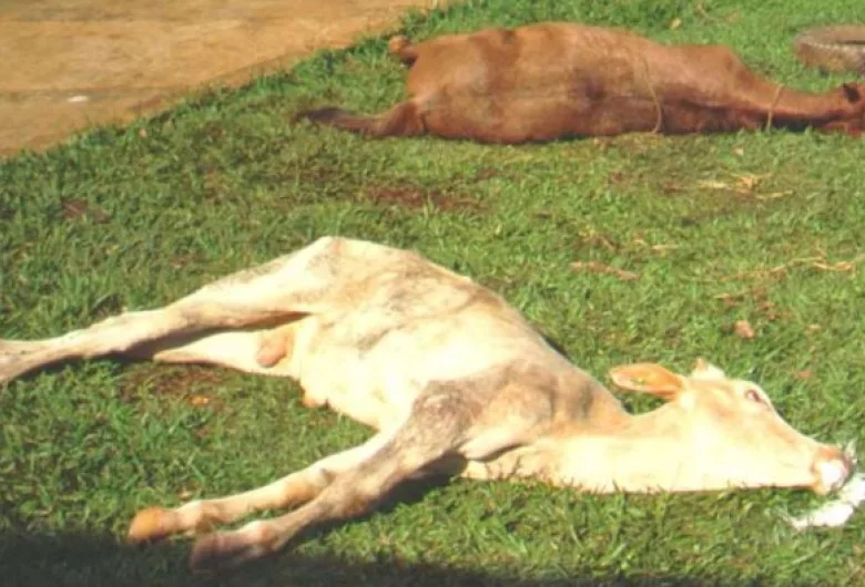 Casos de raiva bovina colocam Santa Catarina em alerta; números ainda são menores que em anos anteriores