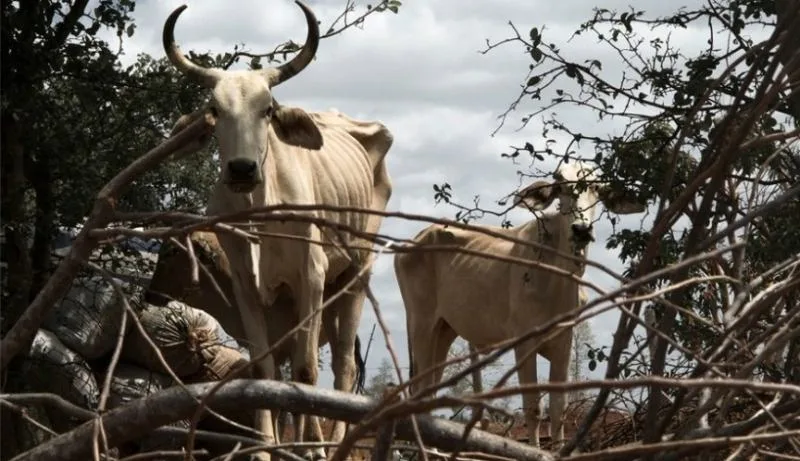 Por que vacas perdem peso mesmo quando ainda existe capim no pasto?