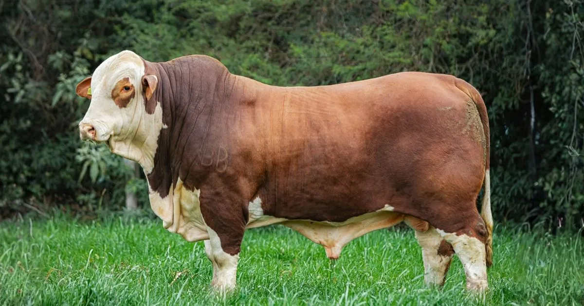 Braford com quase 20% a mais de Zebu: rusticidade, desempenho e menos carrapato