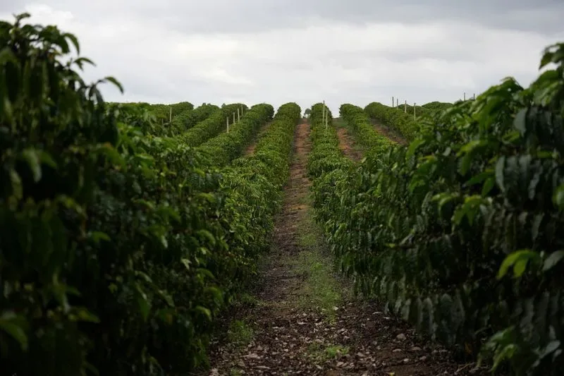 Vietnã quer vender menos commodity e mais café processado