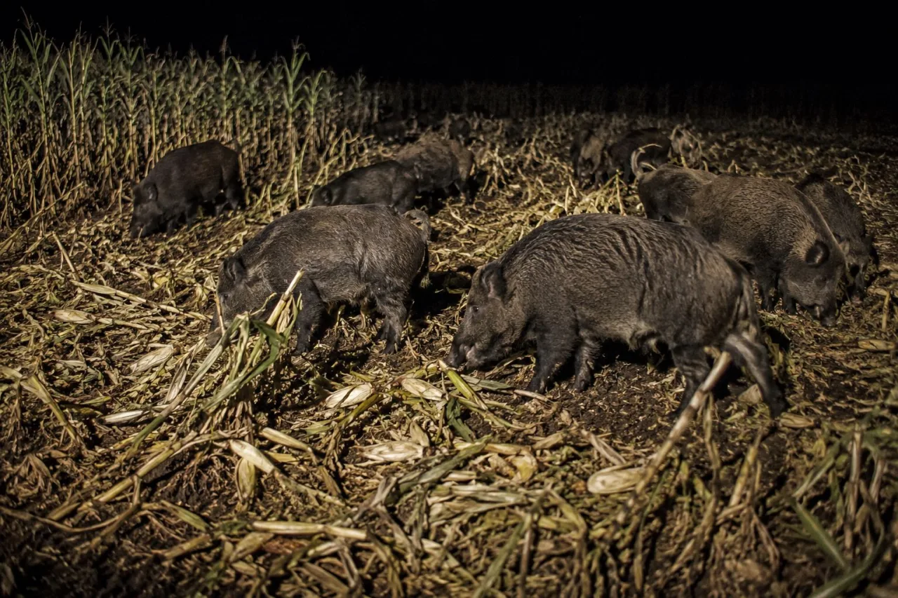 Uma noite, 10 javalis e até 2 hectares destruídos: o prejuízo que assusta produtores
