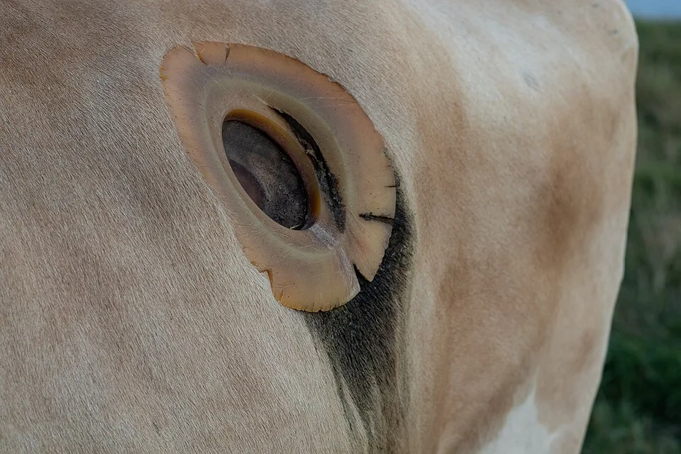 Por que algumas vacas têm uma “janela” aberta na barriga? Entenda o método usado pela ciência
