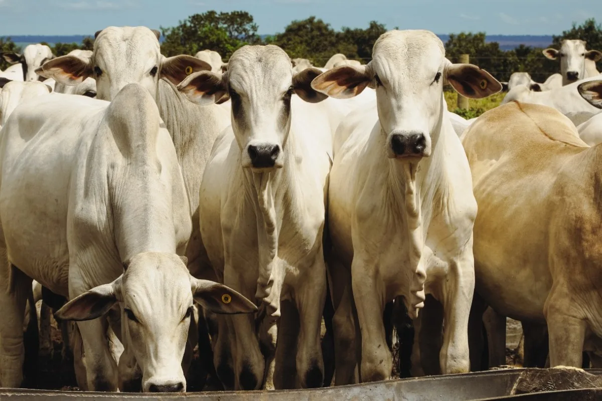 'União Europeia não volta a comprar carne do Brasil antes de 2 anos': bloqueio entra em vigor em um mês e segue sem acordo