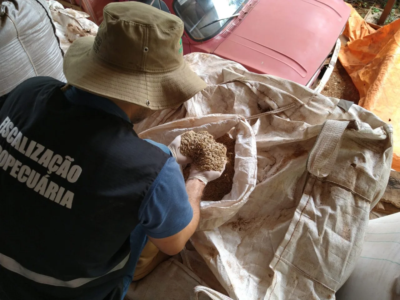 Sementes piratas tiram R$ 10 bilhões por ano do mercado e podem derrubar produtividade das lavouras