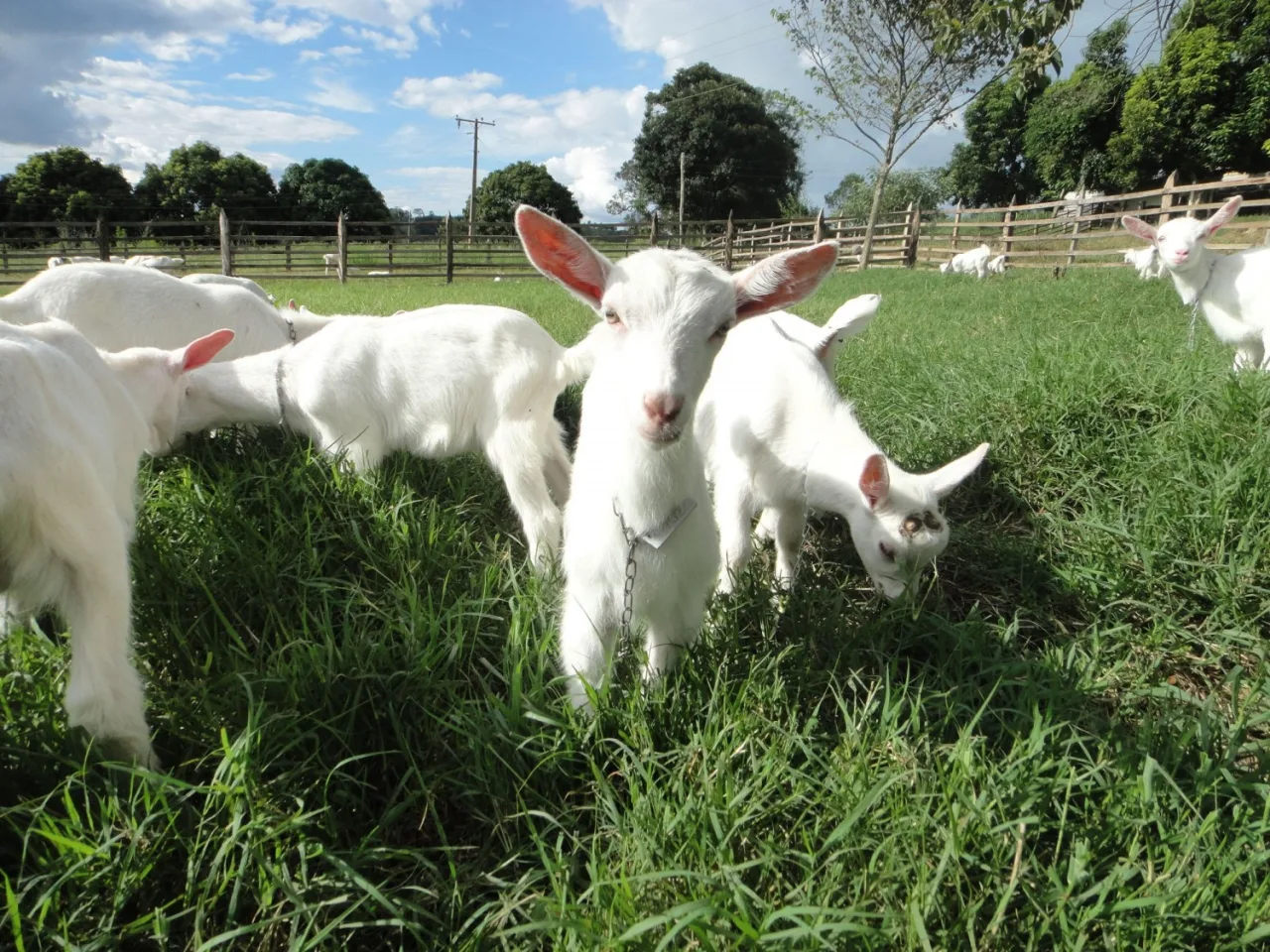 Projeto aprovado no Paraná proíbe usar animais vivos em rifas, sorteios e promoções