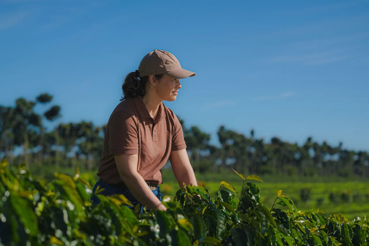 14º Prêmio Região do Cerrado Mineiro abre inscrições e lança nova premiação para cafeicultura regenerativa