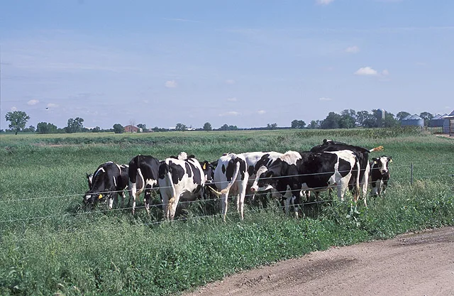 Por que o gado às vezes forma círculos no pasto? Comportamento intriga quem observa o rebanho