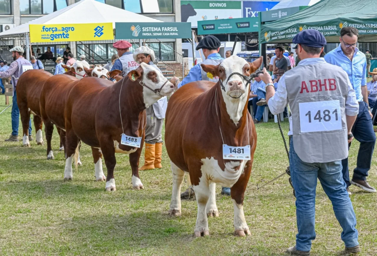 Hereford e Braford somam 452 animais na Expointer e inscrições crescem 11%