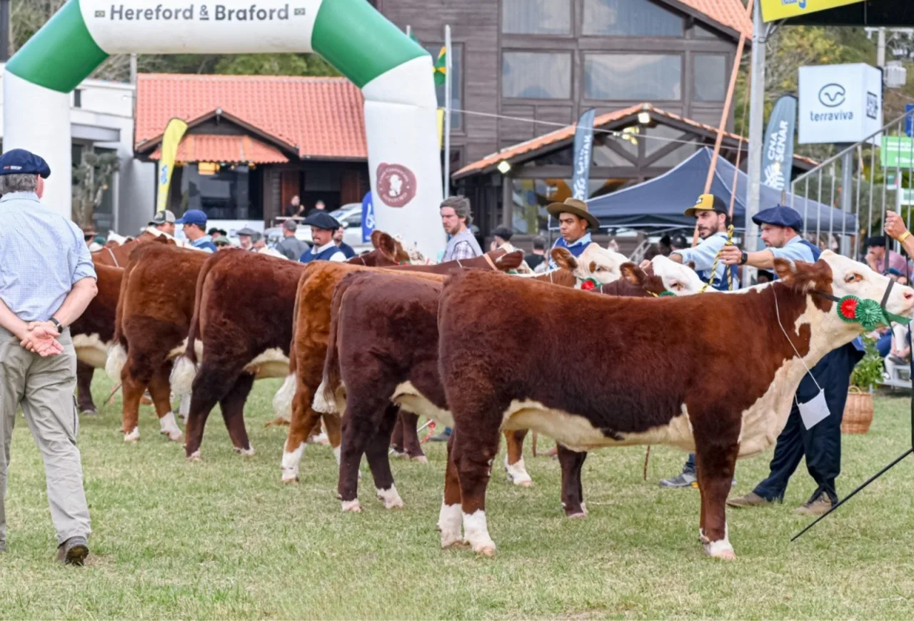 ABHB prepara programação com julgamentos, negócios e ações técnicas na Expointer
