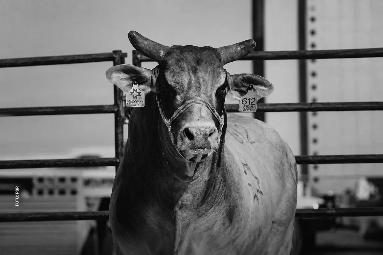 Morre Ridin’ Solo, bicampeão mundial da PBR e lenda das arenas, aos 10 anos