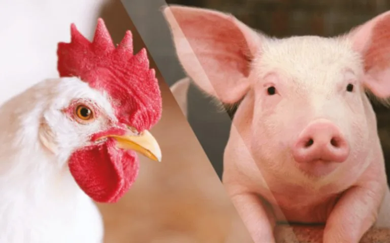 Custos de produção de frango de corte e de suínos sobem em julho