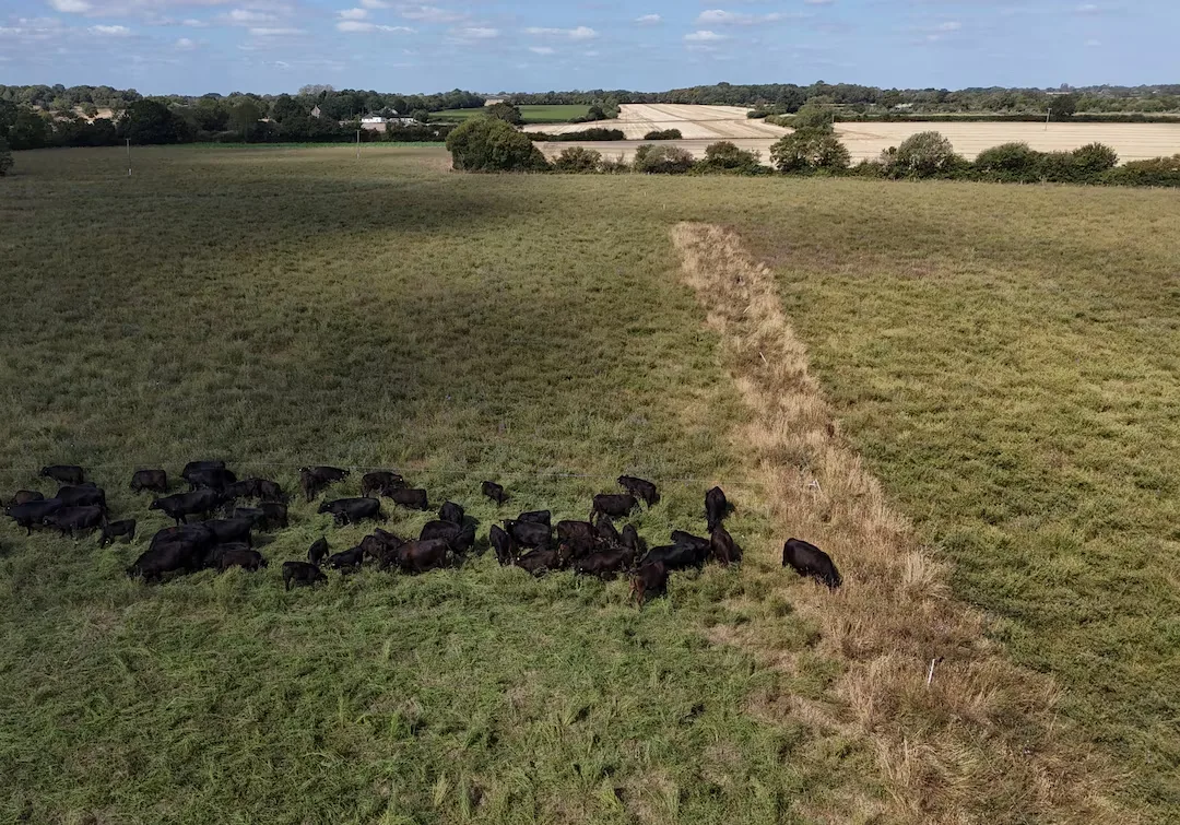 Enquanto pastos secam ao redor, fazenda continua verde sem irrigação; entenda a técnica