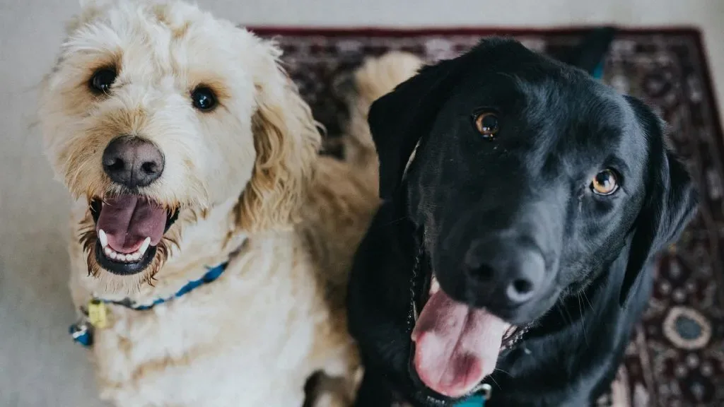 Sul-coreanos recorrem ao tarô para descobrir o que seus pets estão pensando
