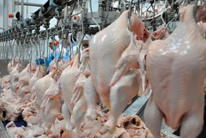 Cientistas usam feixe de elétrons para eliminar bactérias da carne de frango; entenda
