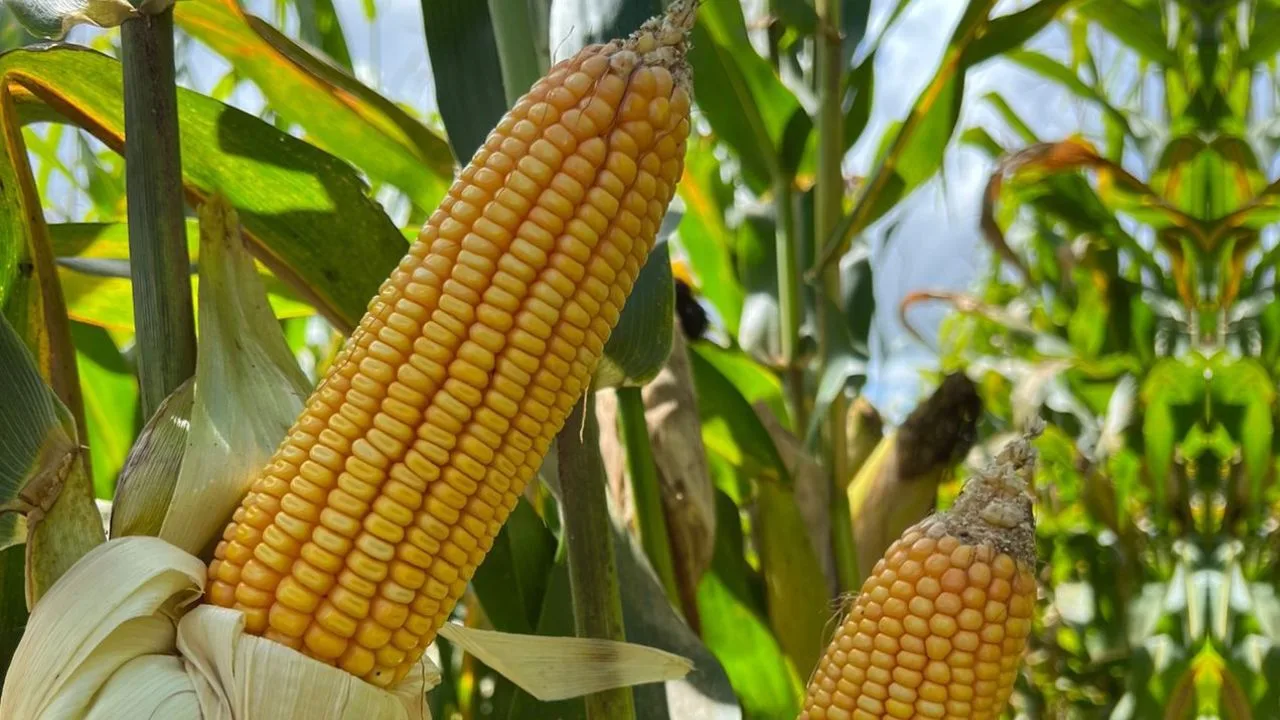 Retração vendedora e cenário externo sustentam preços do milho