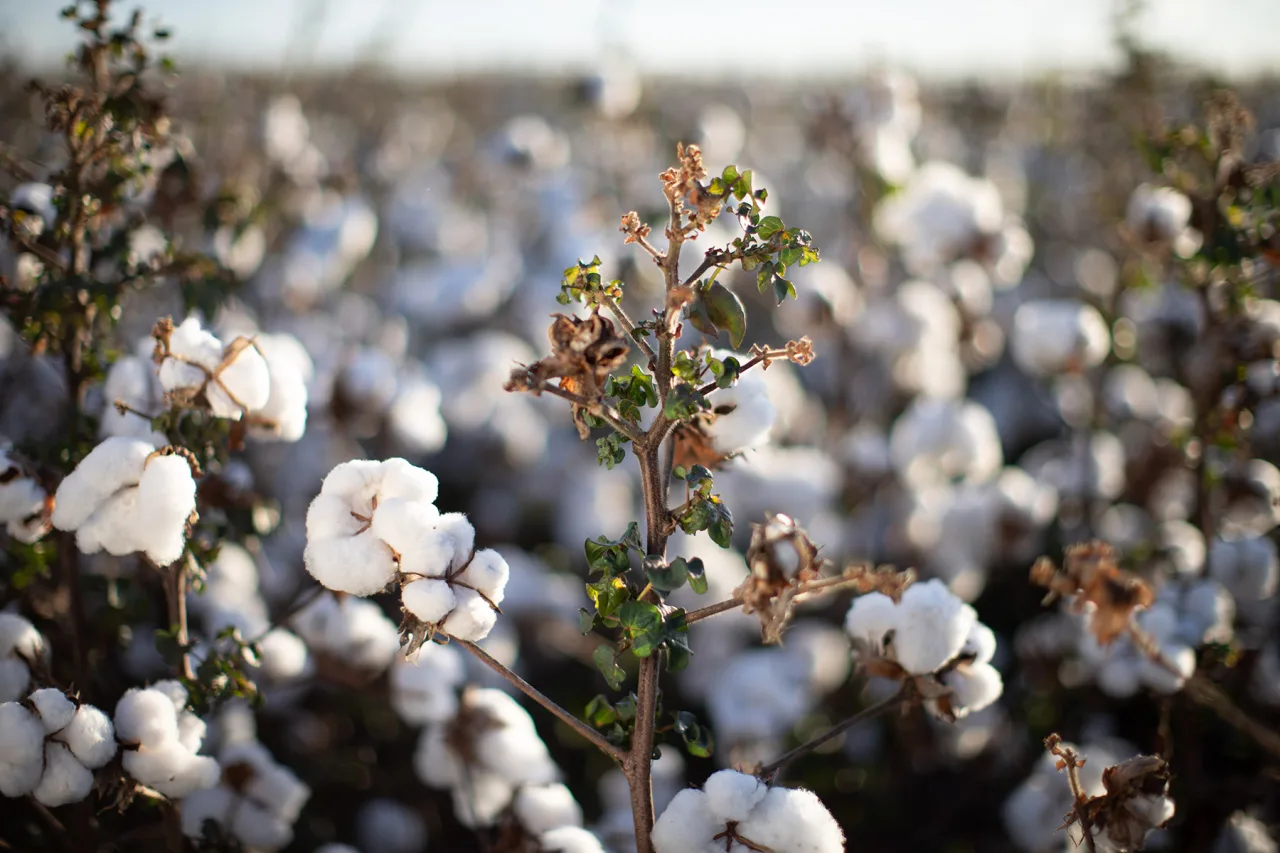 IA transforma inspeção do algodão e diminui em 75% a necessidade de ir ao campo