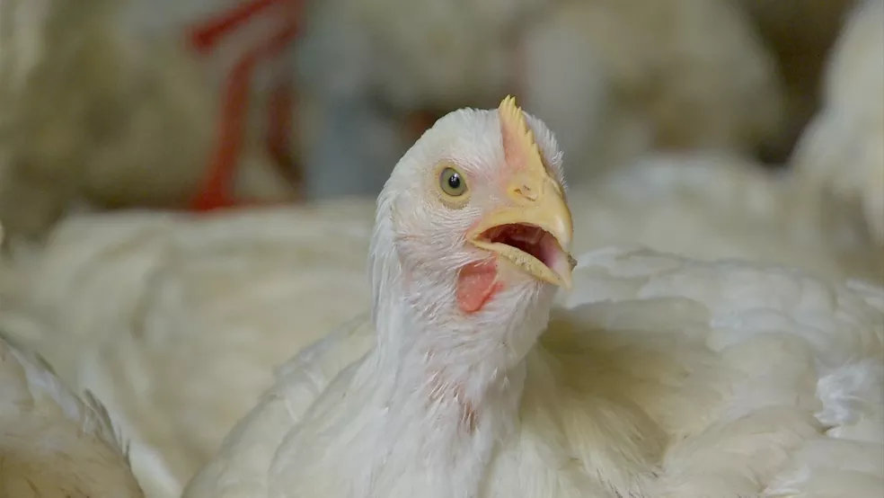 China, uma das maiores compradoras de frango brasileiro, agora avança nas exportações e pode virar concorrente do Brasil