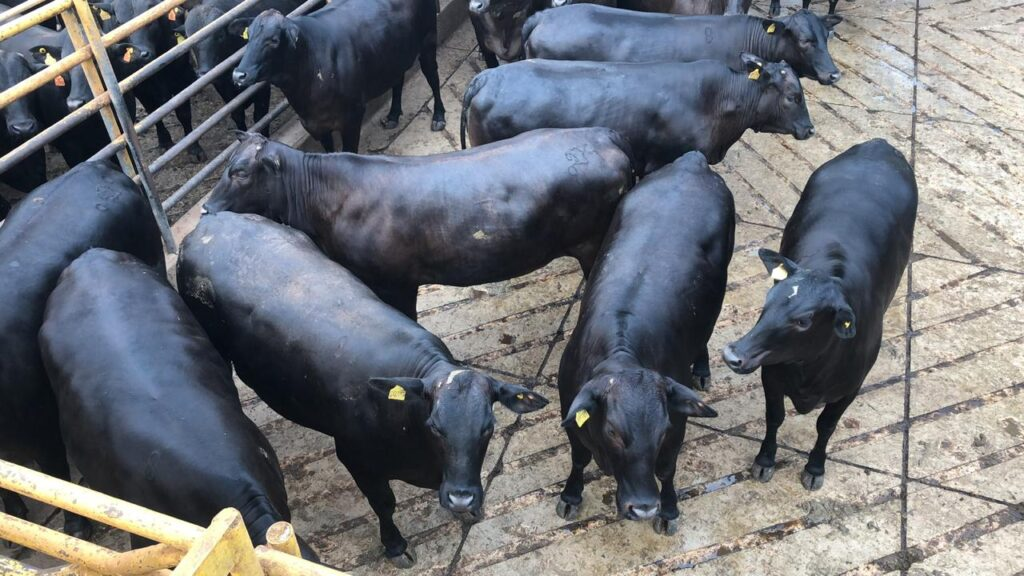 Abate de fêmeas despenca 31% e mercado vê sinal de virada para alta do boi gordo