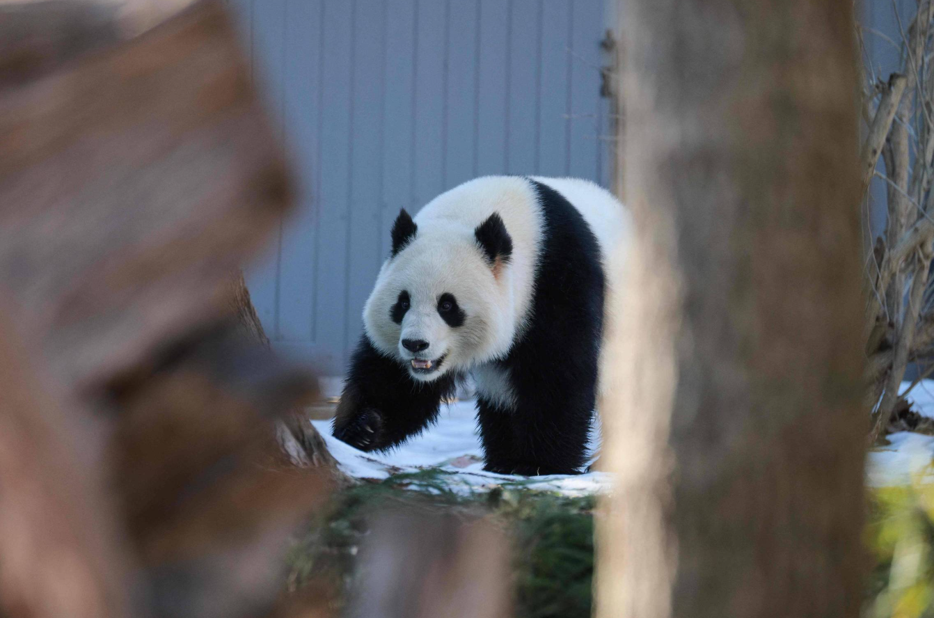 Xi Jinping diz que China enviará dois pandas para zoológico dos EUA durante encontro com Trump: 'enviados da amizade'