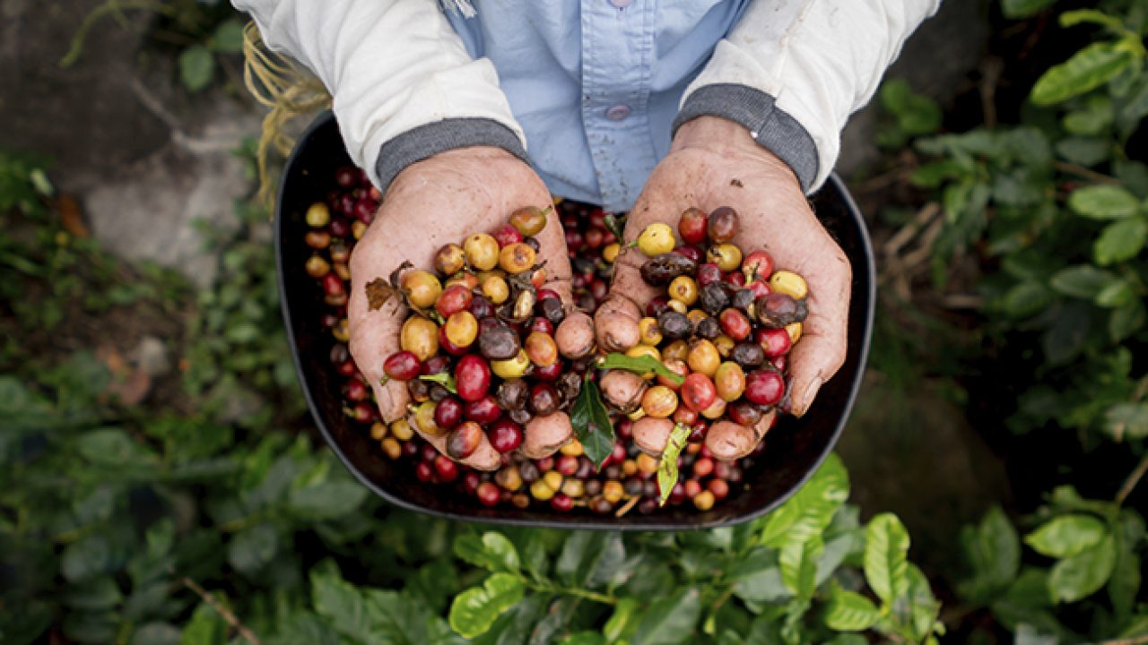 Cafeicultor tem até 30 de setembro para se inscrever no Concurso Café Qualidade Paraná