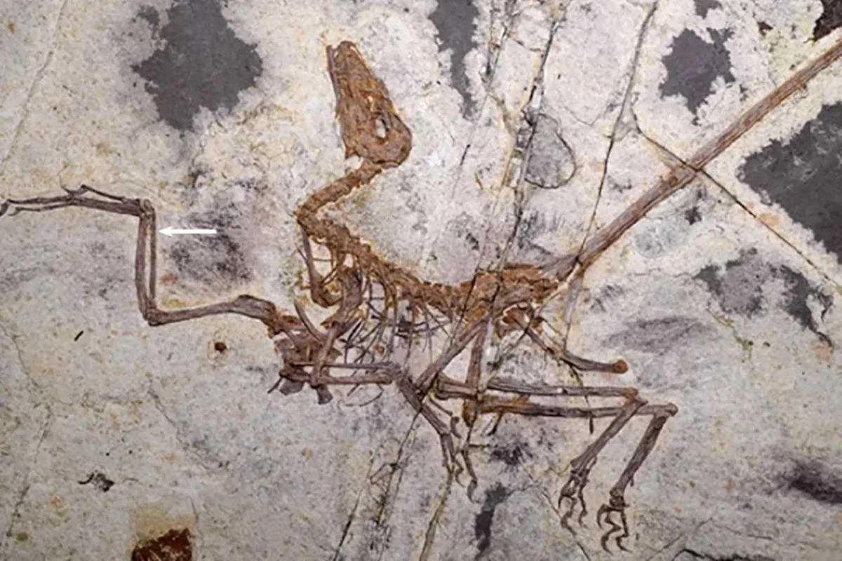Cientistas descobrem nova espécie de dinossauro