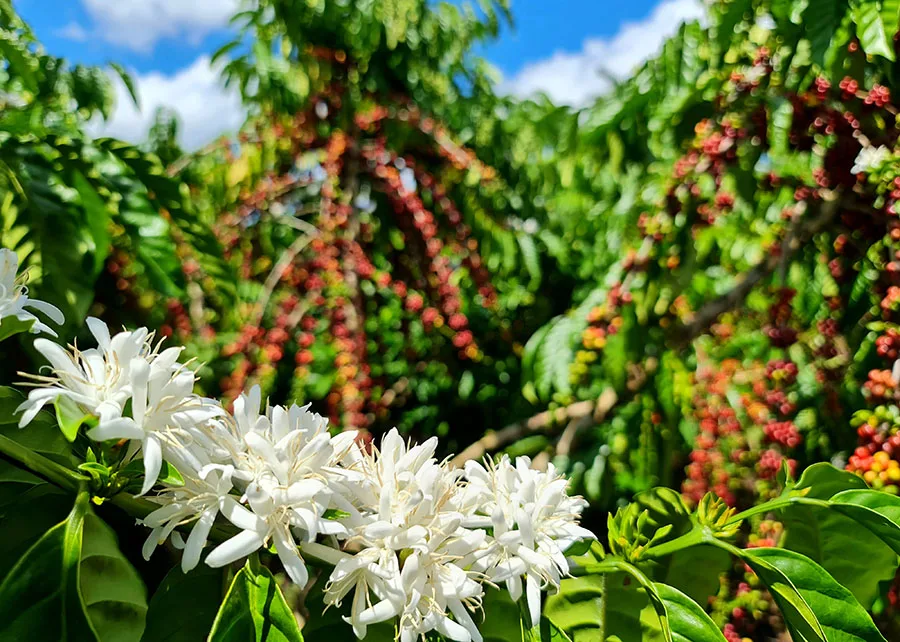 Clima segue favorável neste início de safra de café 27/28