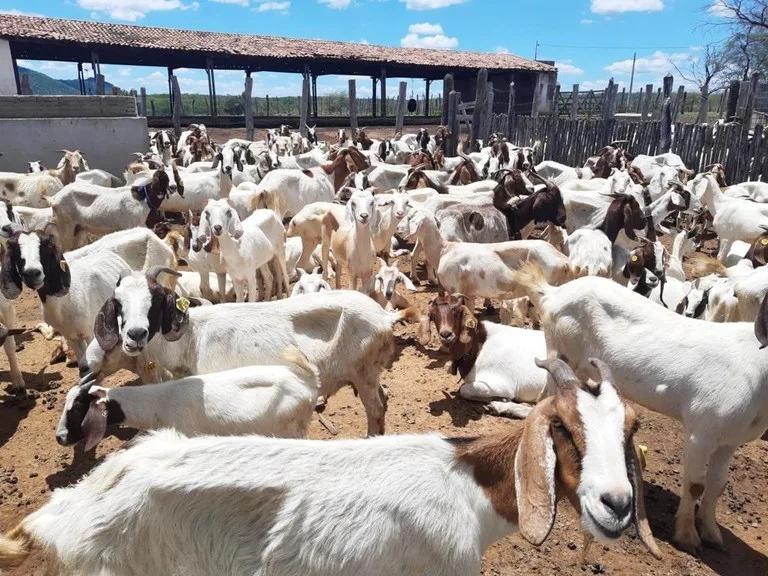 Por que o rebanho de cabras pode crescer tanto no Brasil nos próximos anos?