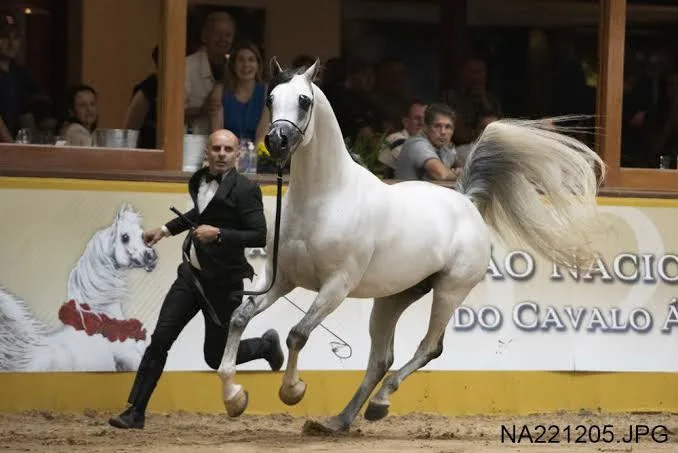 Genética brasileira atravessa fronteiras e coloca filhos de garanhão entre a elite mundial do Cavalo Árabe