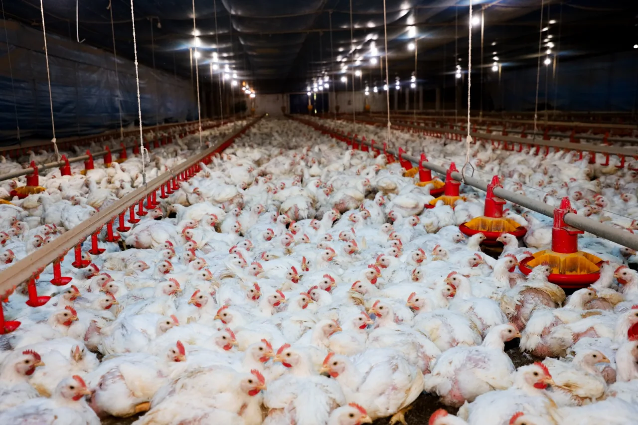 GTF investe mais de R$ 1,8 milhão em bem-estar animal no primeiro semestre e fortalece protocolos com tecnologia, capacitação e certificações