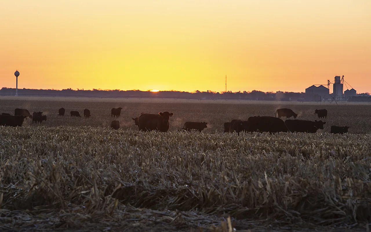 Ranchers First do USDA tenta reconstruir rebanho bovino dos EUA em menor nível em 75 anos