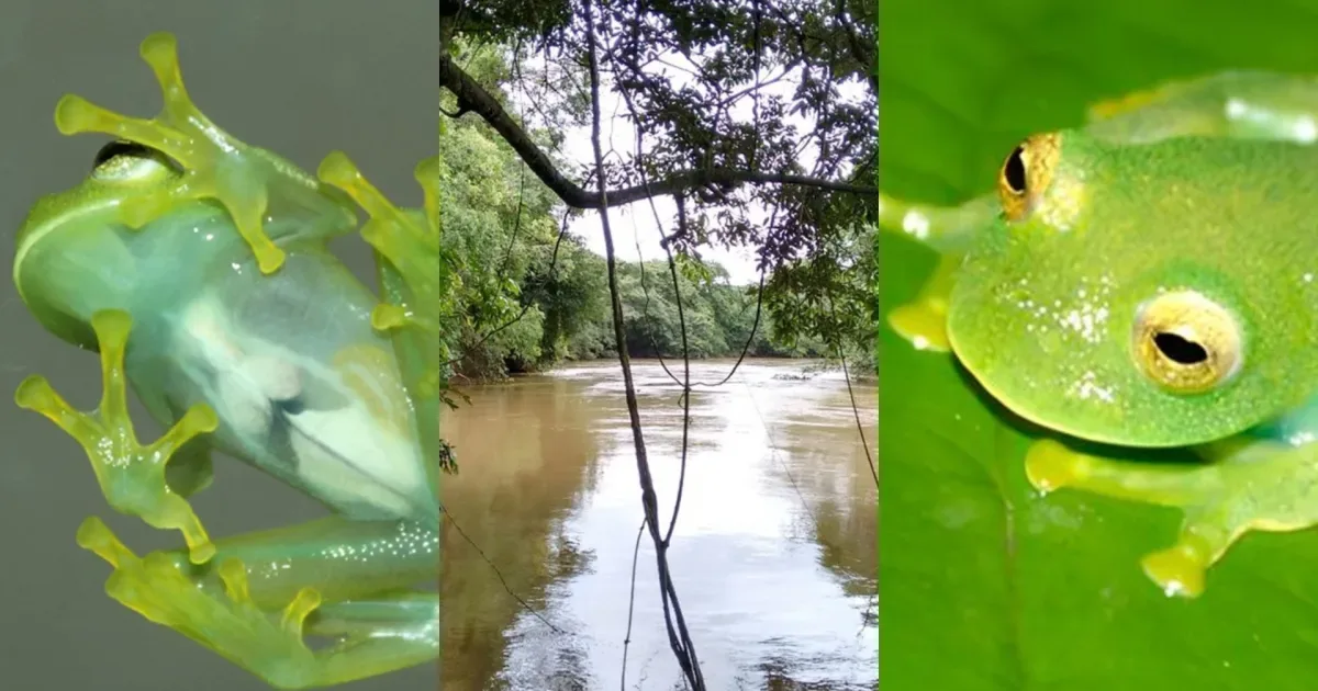 Nova espécie de rã-de-vidro é descoberta em Goiás; análise foi dificultada pelo tamanho da espécie e área de difícil acesso