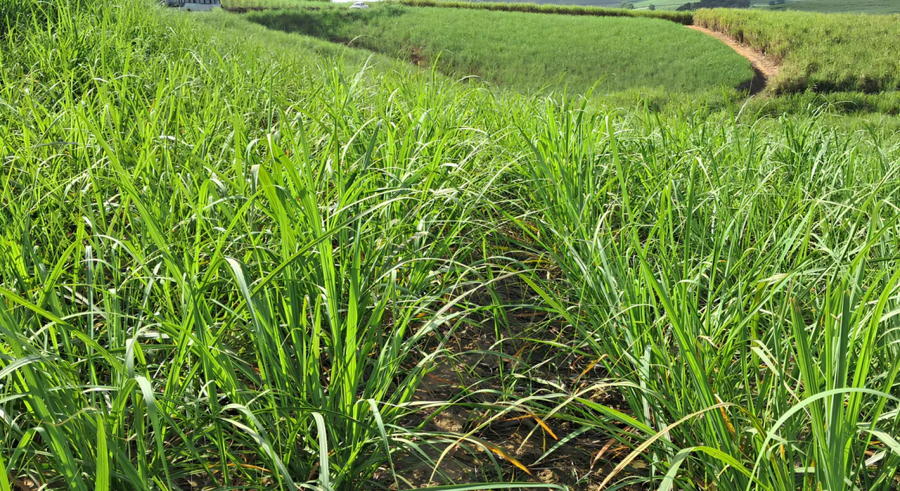 CNJ determina devolução de R$ 4,7 bi à União em ações do setor sucroalcooleiro