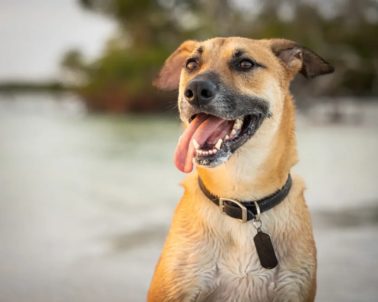 Cães podem viver mais? Estudo testa medicamento contra envelhecimento