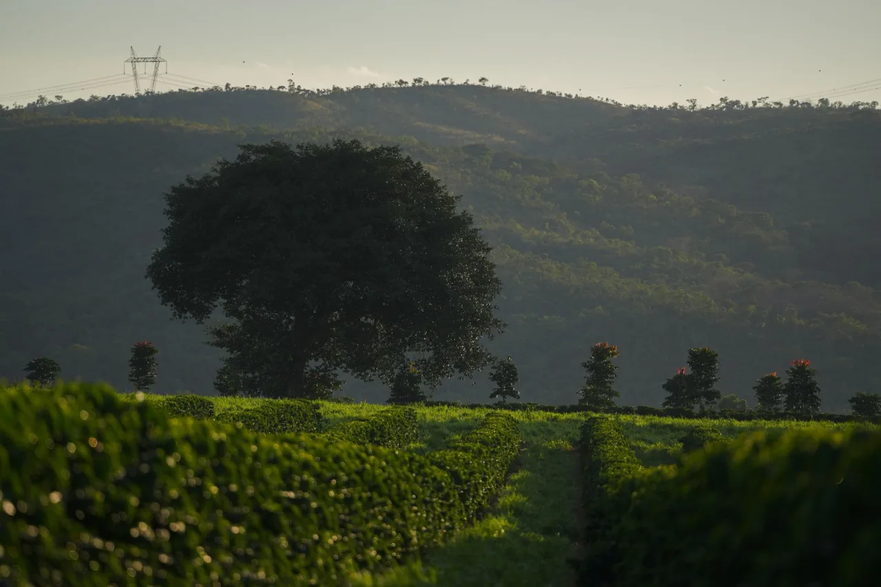Região do Cerrado Mineiro lança Prêmio Futuro Regenerativo com R$ 40 mil em premiação
