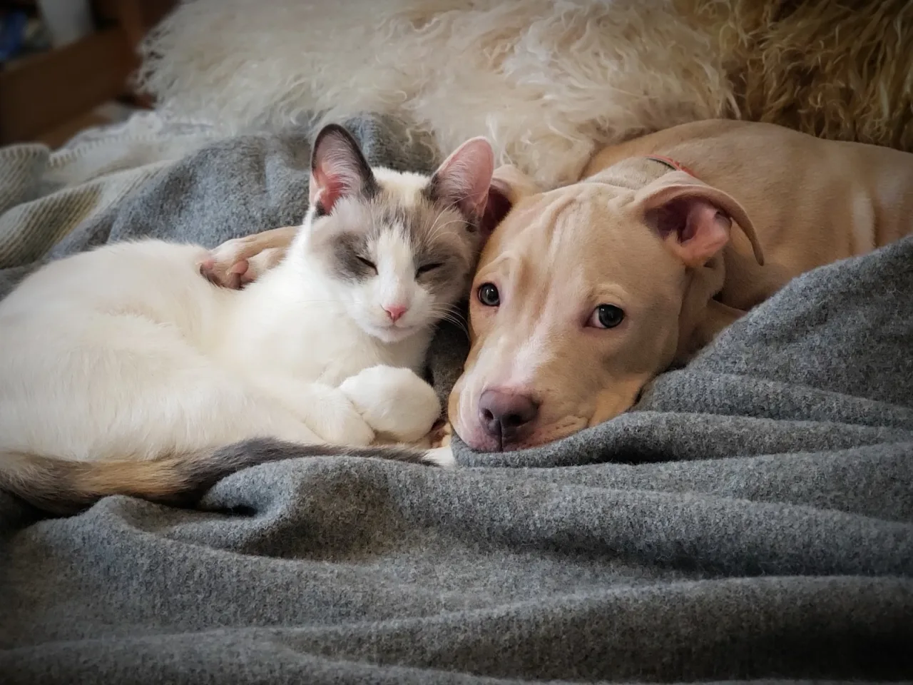 Vai adotar um pet? Confira 50 nomes para cachorros e gatos machos