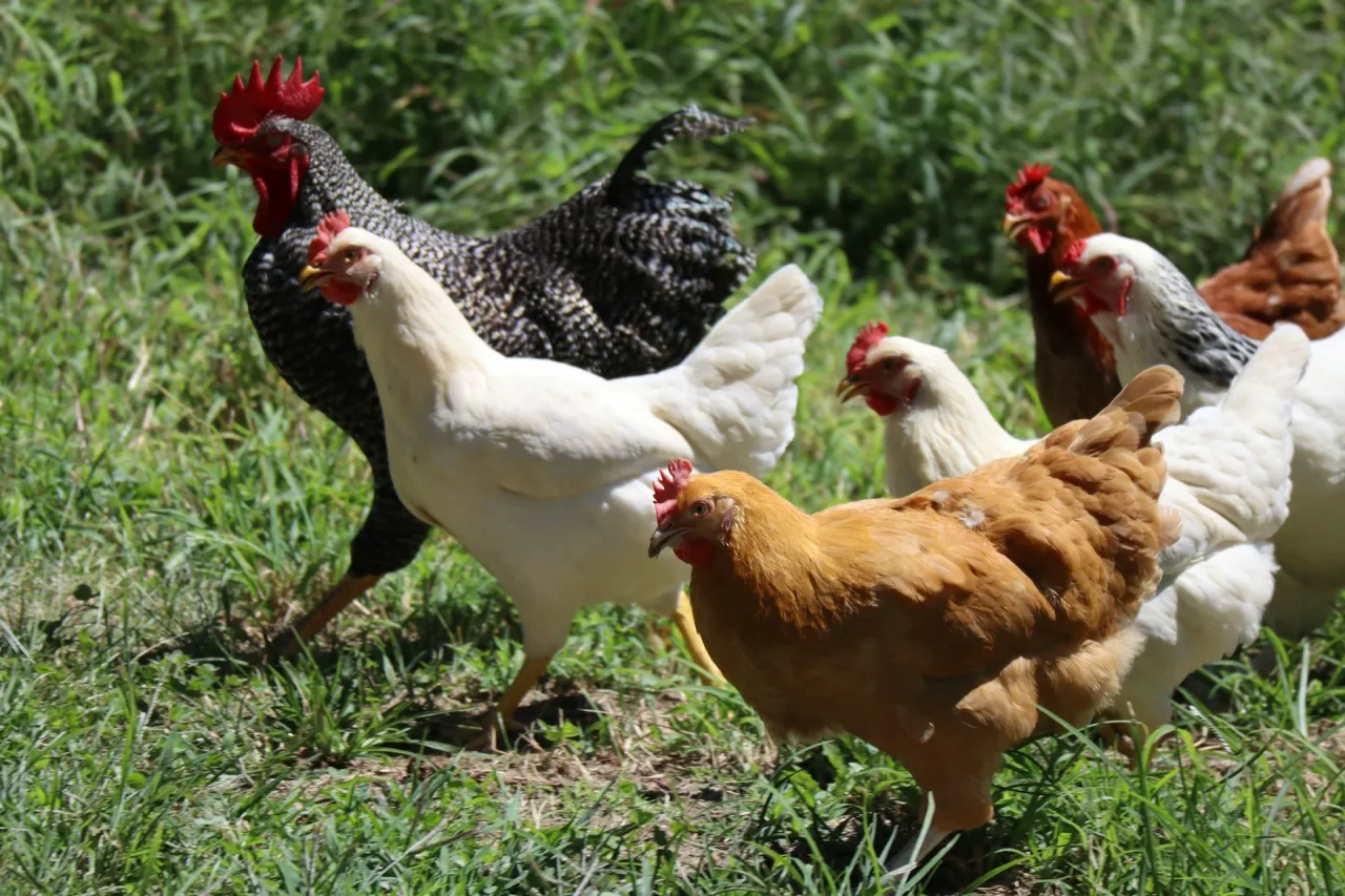 UE indica retomada de frango brasileiro; relatório está pendente
