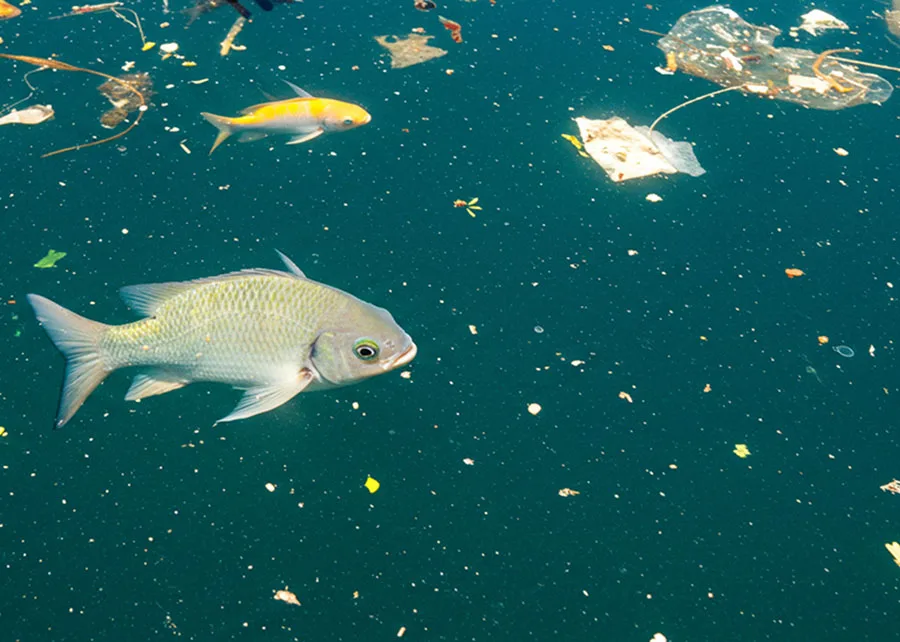 O fígado dos peixes exige proteção: qualidade da água e alimentação estão entre os cuidados essenciais