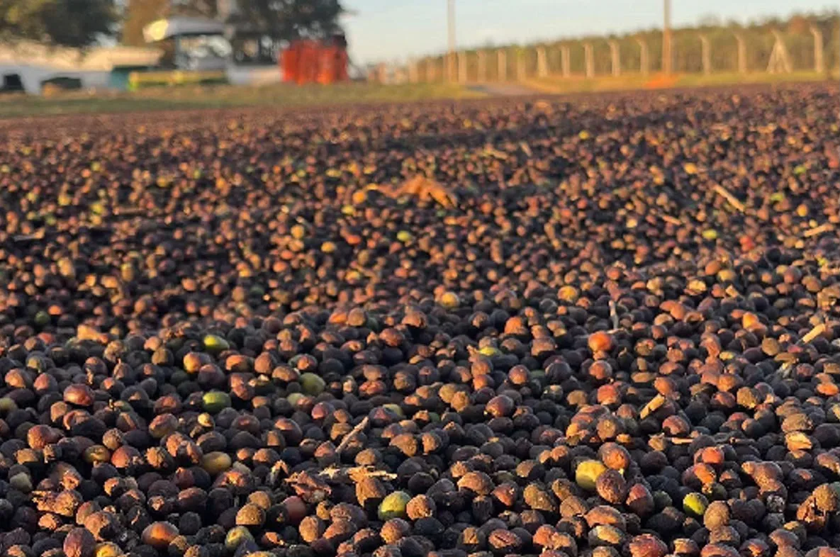 Chuvas interrompem trabalhos e colheita segue em 99% no Cerrado Mineiro
